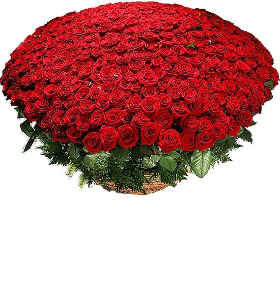 Композиция из 501 розы Гран При 'Любовь всегда права!'