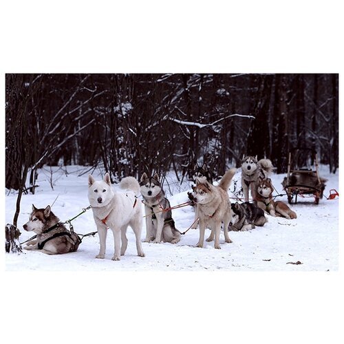 Сертификат Экскурсия к северным оленям и собакам, 1 взрослый + 2 детей в выходной день (Московская область)